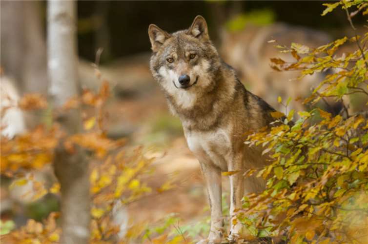 Symbolbild. Copyright: Landesforsten RLP/Jonathan Fieber