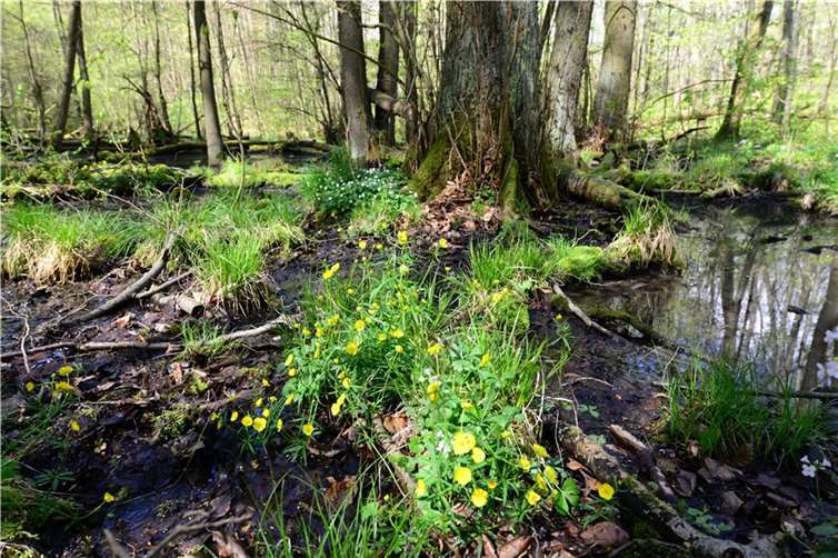 Symbolbild Fockenbachtal. Foto: Harry Neumann/NI