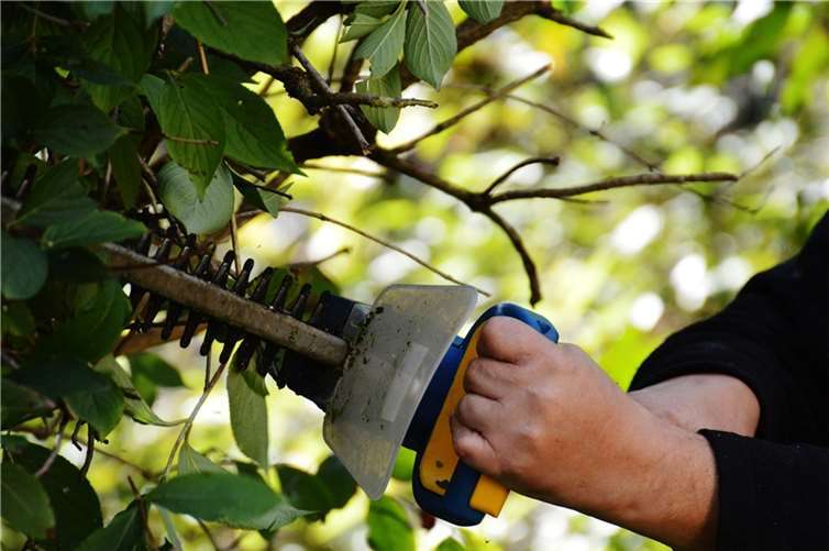 Symbolbild. Foto: Alexas_Fotos / pixabay