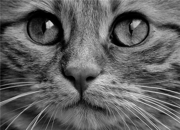 Symbolbild. Foto: Alexas Fotos/Pixabay
