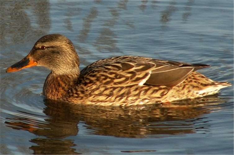 Symbolbild. Foto: Arcajon/pixabay