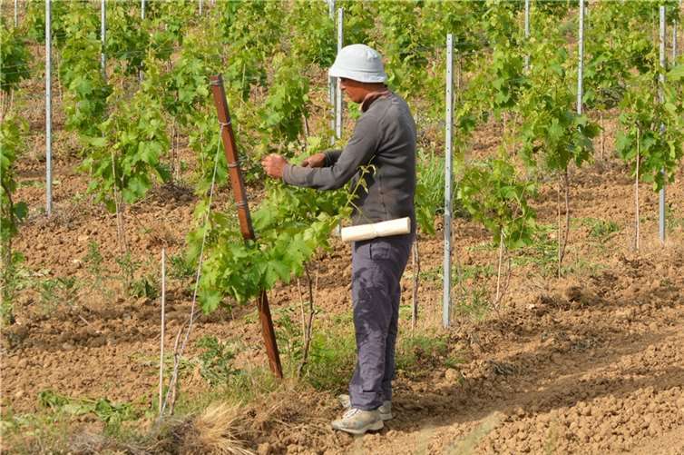 Symbolbild. Foto: Ben_Kerckx/Pixabay