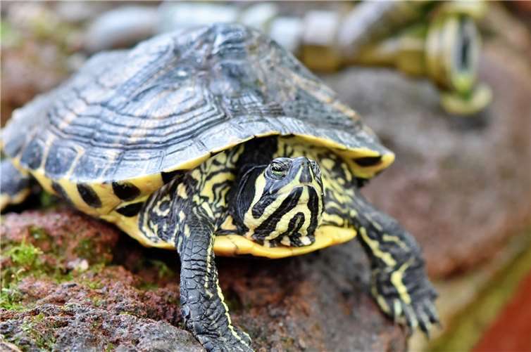 Symbolbild. Foto: Capri23auto/Pixabay