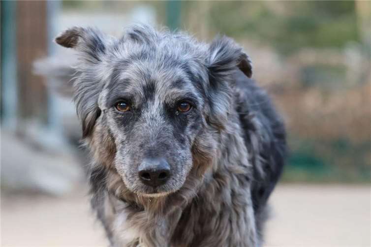 Symbolbild. Foto: Deutscher Tierschutzbund e.V.