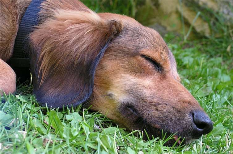 Symbolbild. Foto: MAKY_OREL / pixabay