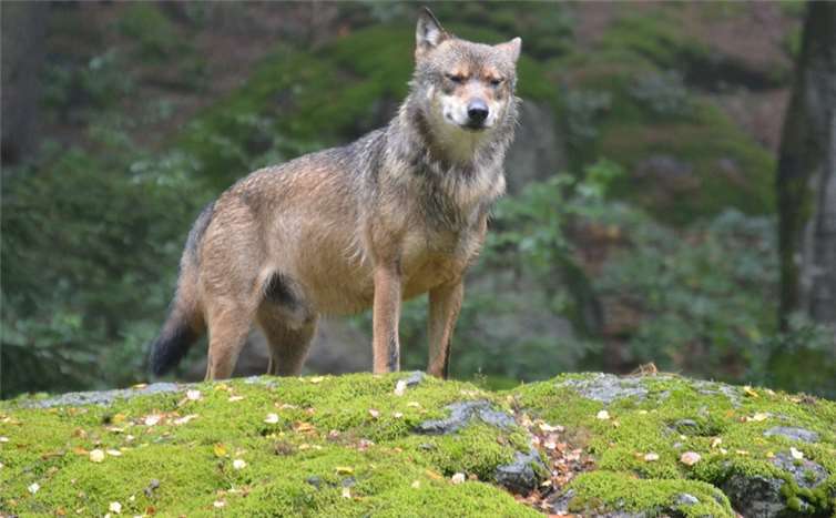 Symbolbild. Foto: Meli1670/pixabay