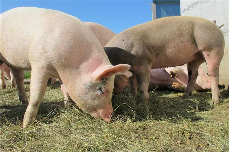 Symbolbild. Foto: Mutinka / Pixabay