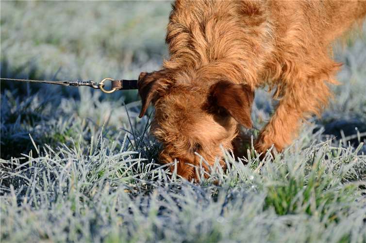 Symbolbild. Foto: Pixabay