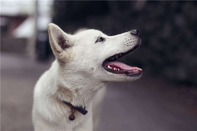 Linz: 5-Jähriger von Hund gebissen Symbolbild. Foto: Pixabay