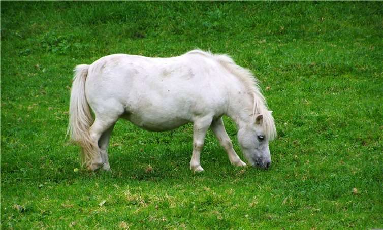 Sankt Katharinen: Diebe klauen weißes Pony Symbolbild. Foto: Pixabay