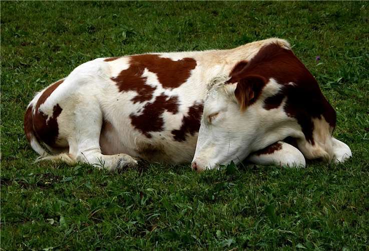 Symbolbild. Foto: Pixabay