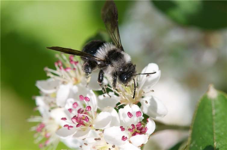 Eintauchen in die faszinierende Welt der Wildbienen Symbolbild. Foto: Pixabay