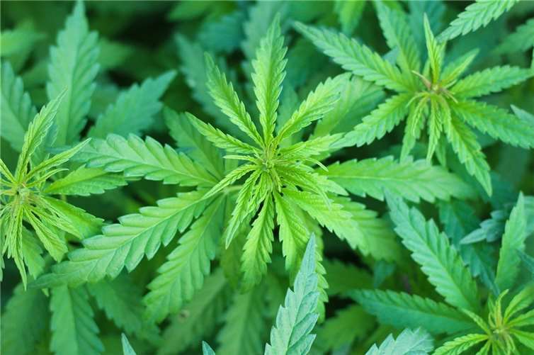Lahnstein: Cannabis-Kontrollen decken mehrere Verstöße auf Symbolbild. Foto: Pixabay