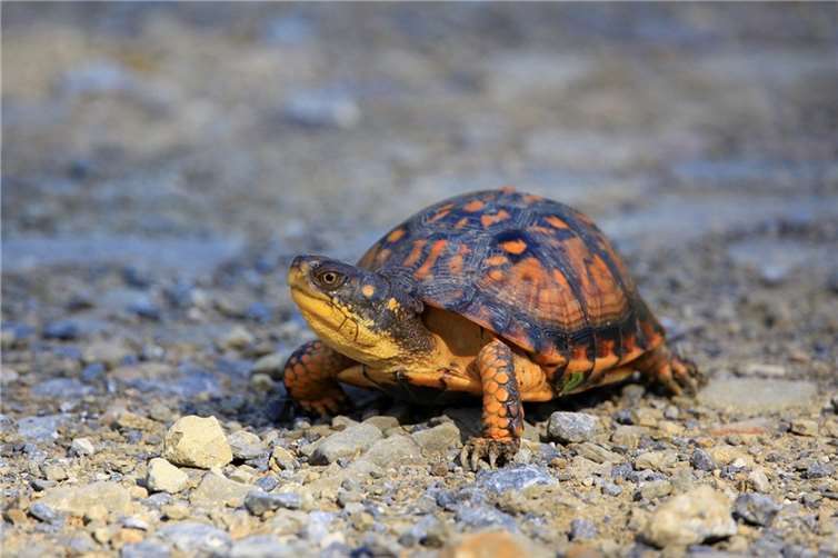 Schildkröte auf der Erpeler Ley entdeckt Symbolbild. Foto: Pixabay