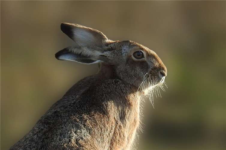 Symbolbild. Foto: Pixabay