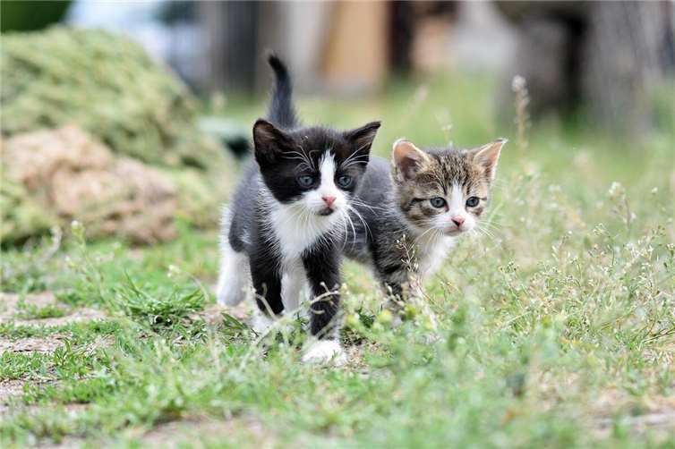 Symbolbild. Foto: Pixabay