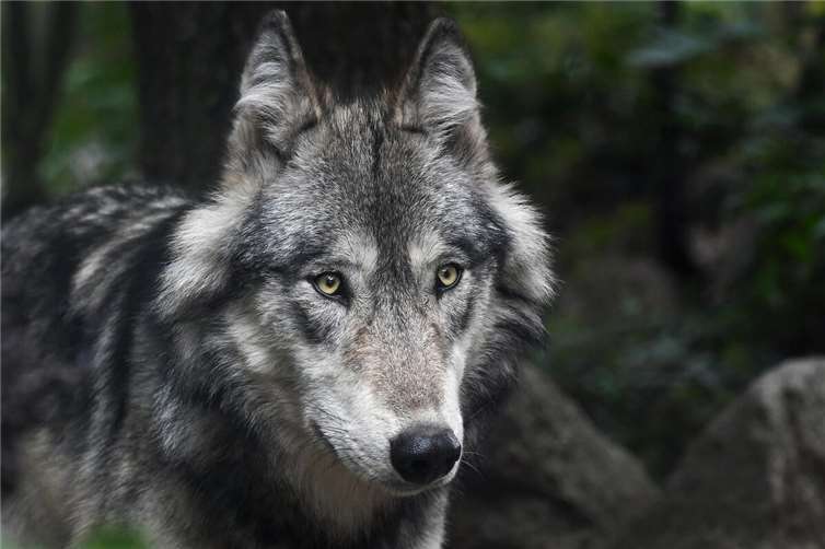 KLUWO informiert zum Wolf Symbolbild. Foto: Pixabay