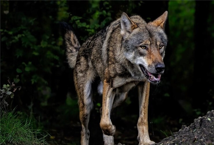 Symbolbild. Foto: Pixabay