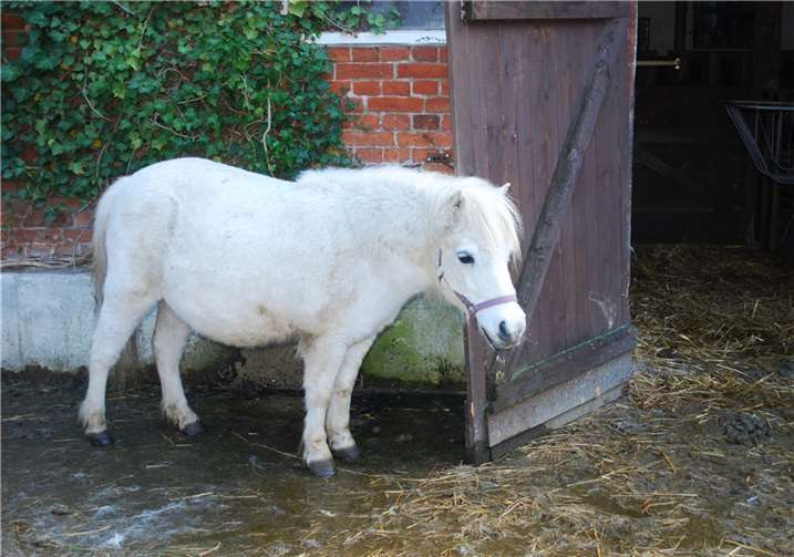 Nach Zeugenhinweis: Weißes Pony ist wieder da Symbolbild. Foto: Pixabay.com