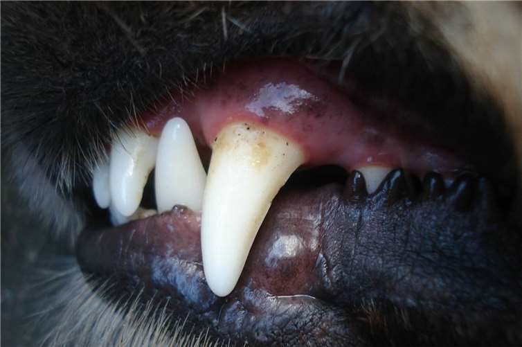 Hund beißt Frau in beide Beine Symbolbild. Foto: Pixabay.com