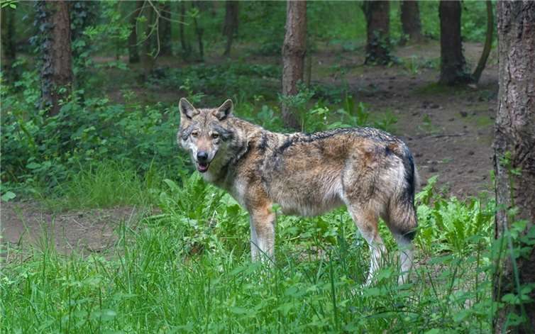 Wolf: Jagdpächter darf keine Warnschilder aufstellen Symbolbild. Foto: Pixabay.com