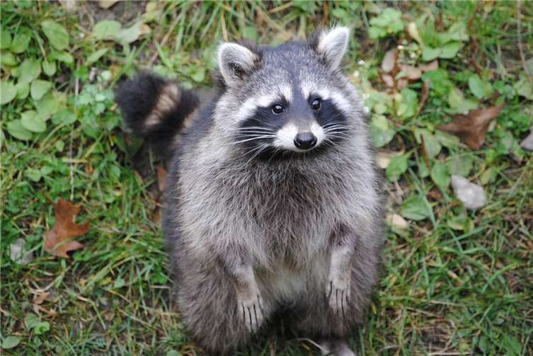 Polizeiliche Tierretter befreien Waschbär Symbolbild. Foto: Pixabay.com