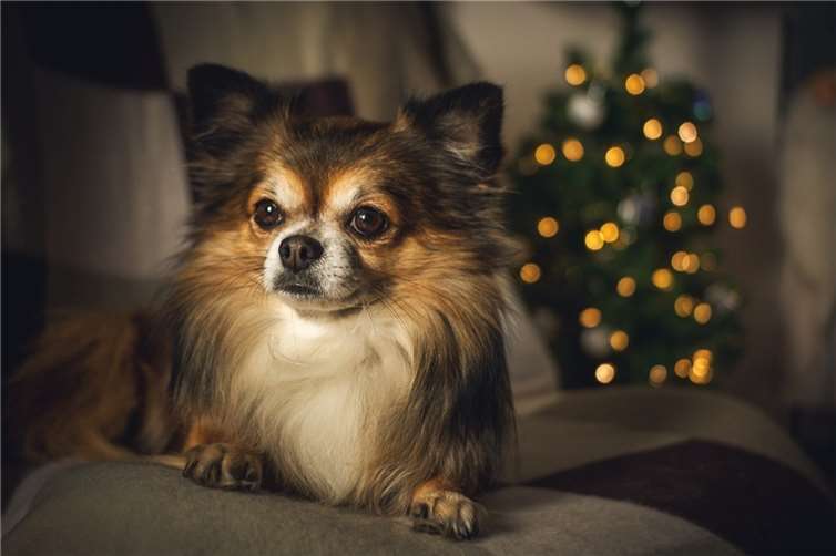 Happy End an Heiligabend: Hund und Herrchen wieder vereint Symbolbild. Foto: Pixabay.com