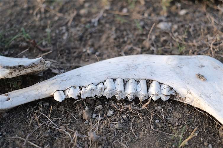 Bad Bodendorf: Knochenfund bei Müllsammelaktion Symbolbild. Foto: Pixabay.com