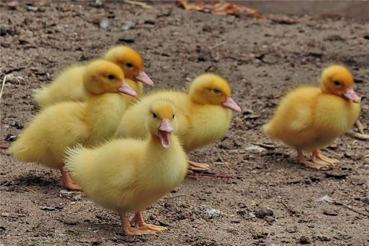 Symbolbild. Foto: Pixabay.com