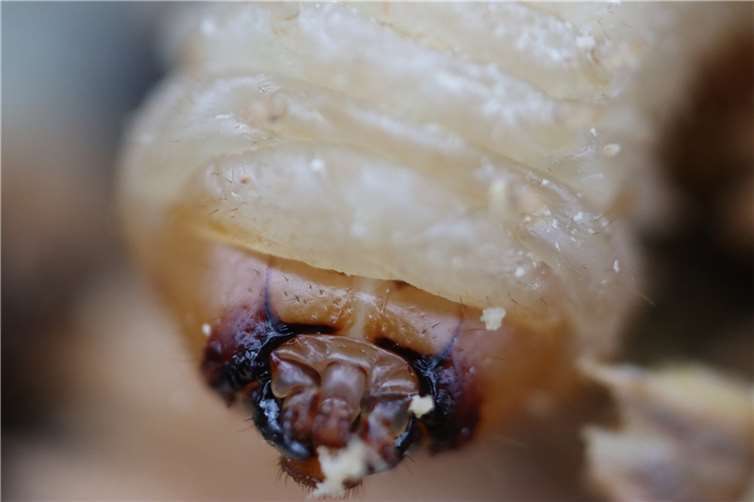 Symbolbild.  Foto: Rollstein/Pixabay