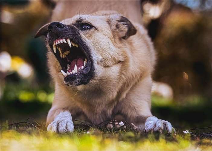 17-Jährige von Hund in Oberschenkel gebissen Symbolbild. Foto: pixabay.com