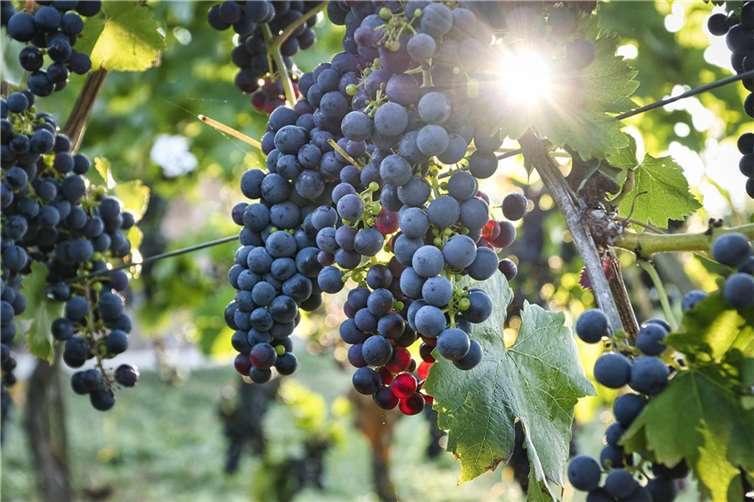 Symbolbild. Foto: pixabay.com 