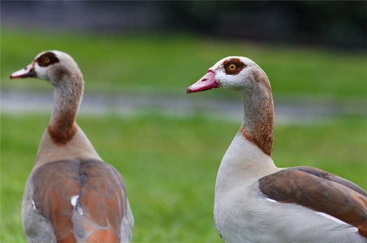 Symbolbild. Foto: pixabay.com 