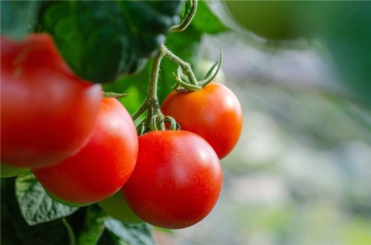 Streit um Tomaten endet mit Anzeige Symbolbild. Foto: pixabay.com