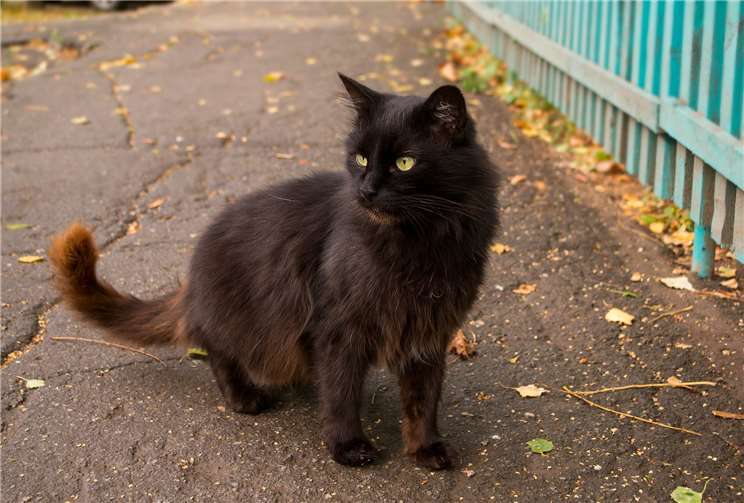 Neuwied: Katze angeschossen Symbolbild. Foto: pixabay.com