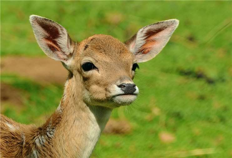 Wilderei im Westerwald? Totes Reh in Müllsack gefunden Symbolbild. Foto: pixabay.com