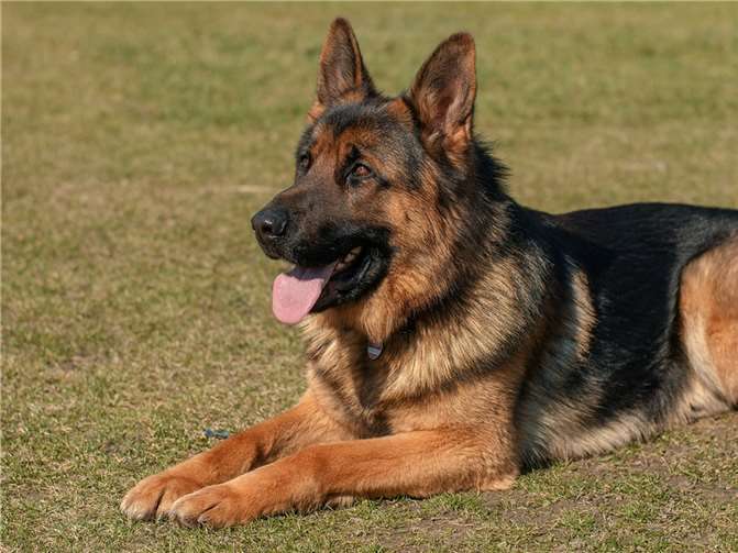 Unfall in Koblenz: Polizei sucht Schäferhund Symbolbild. Foto: pixabay.com