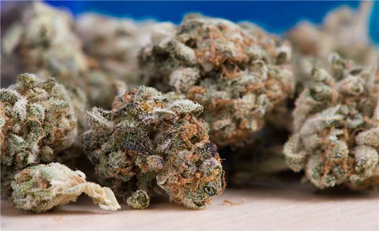 Koblenz: Cannabis in Blumentopf versteckt Symbolbild. Foto: pixabay.com