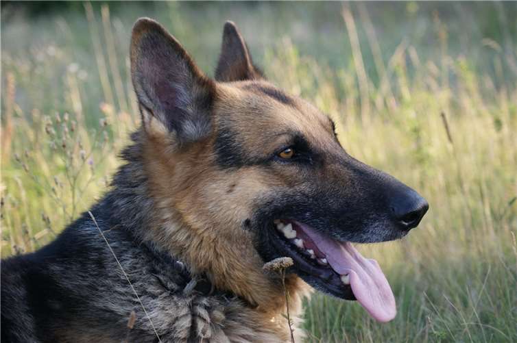 Tragischer Unfall: Junger Schäferhund stirbt nach Kollision mit Pkw Symbolbild. Foto: pixabay.com
