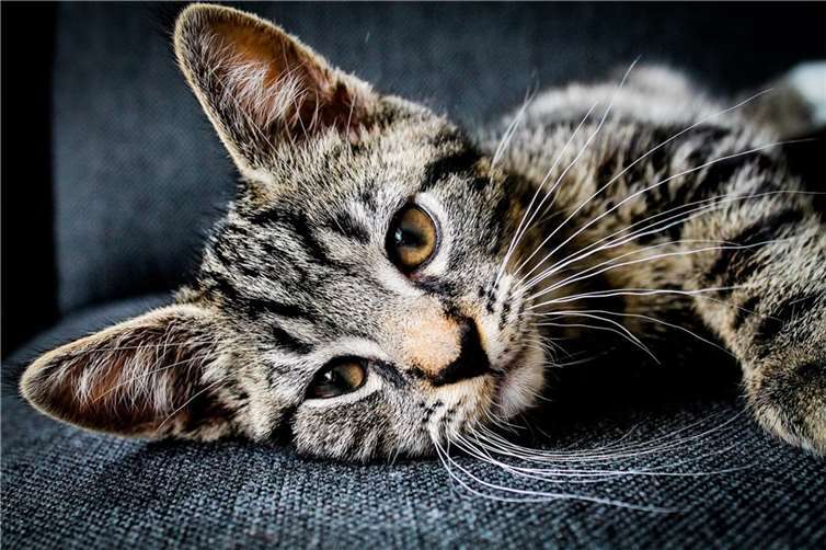 Symbolbild. Foto: pixabay.com