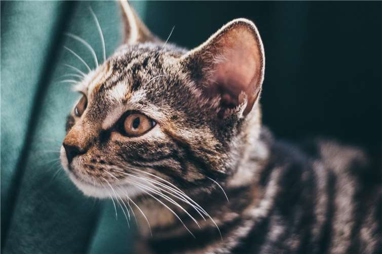 Tote Jungkatzen in Plastiktüte entsorgt Symbolbild. Foto: pixabay.com