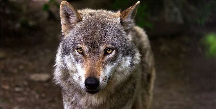 Symbolbild. Foto: pixabay.com