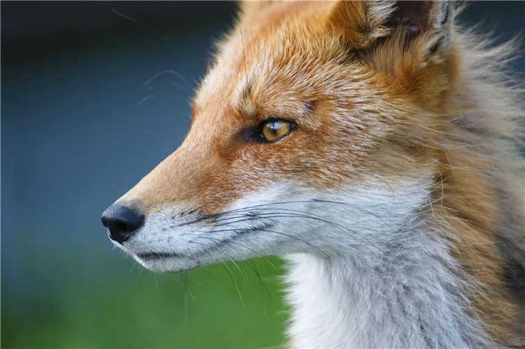 Getöteter Fuchs in Mayen: Täter stellt sich der Polizei Symbolbild. Foto: pixabay.com