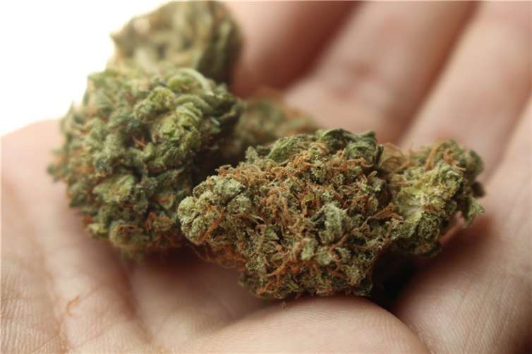 Neuwied: Marihuana an Grundschule gefunden Symbolbild. Foto: pixabay.com
