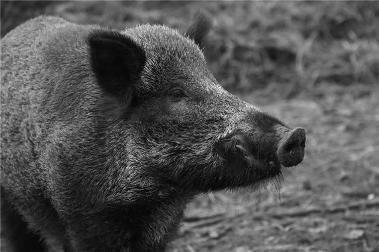 Symbolbild.  Foto: pixabay.com