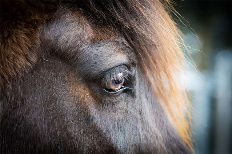 Symbolbild  Foto: pixabay.com