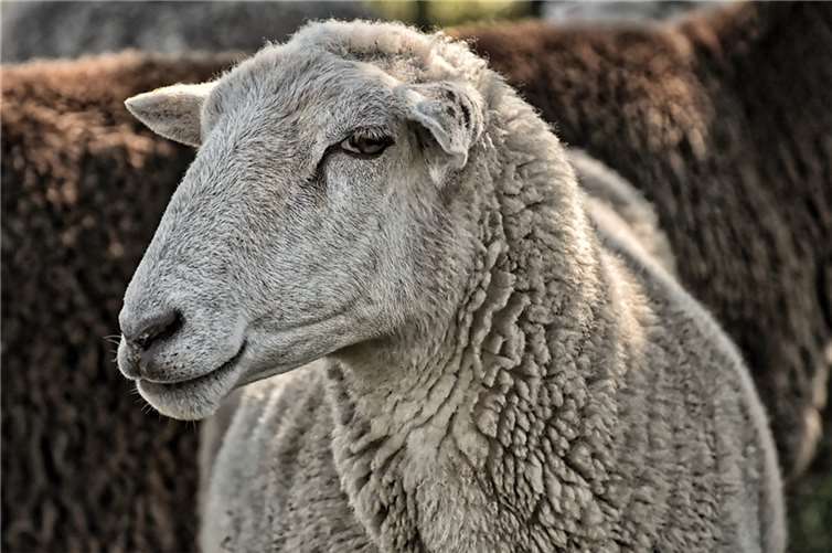 Symbolbild. Foto: pixabay.com
