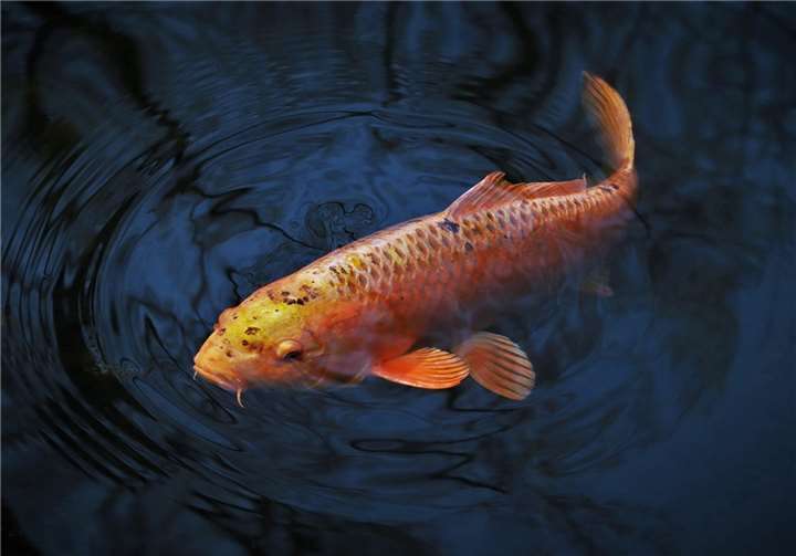 Symbolbild  Foto: pixabay.com