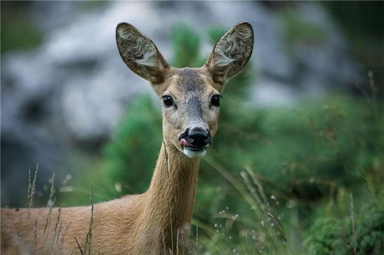Symbolbild  Foto: pixabay.com