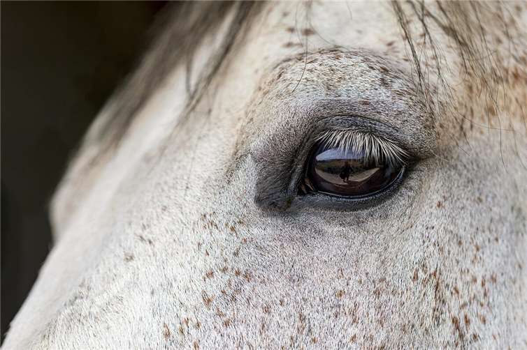 A3: Ausgebüxtes Pferd sorgt für 40-minütige Sperrung Symbolbild. Foto: pixabay.com